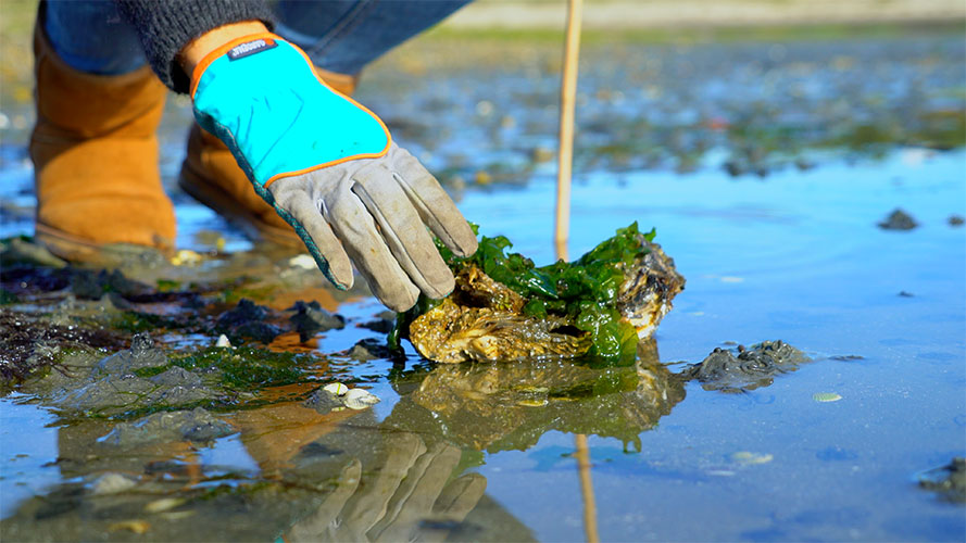 Raap oesters bij het strand